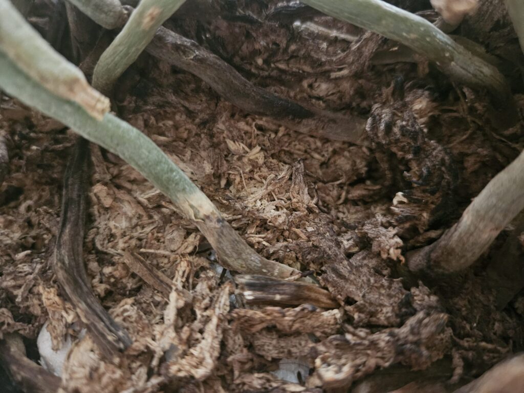 胡蝶蘭を植え替えせず放置した鉢内の写真｜細かく崩れたバークと黒ずんだ根が絡み通気性・排水性が低下している状態の実例（根腐れ進行リスク）