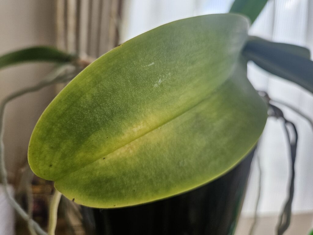 胡蝶蘭の葉が全体的に黄色く変色している様子を接写した写真|水やり過多や根腐れのサインを示す洋ランのトラブル例