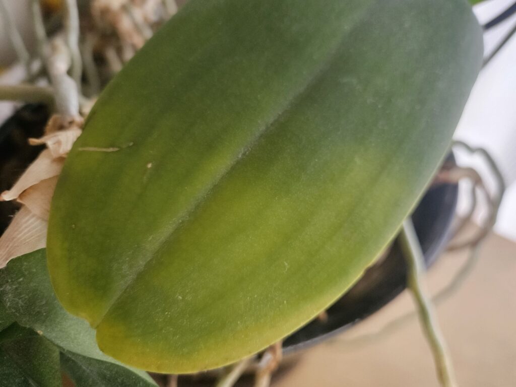 胡蝶蘭の下葉が黄化し始めた状態のクローズアップ|寿命・根傷み・環境ストレスが疑われる葉変色の症状写真