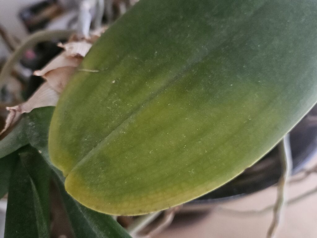 胡蝶蘭の葉が全体的に黄緑へ退色し葉脈付近が淡く変色している症状写真｜根腐れや過湿による吸水不良の初期サインを確認する実例（室内鉢植え）