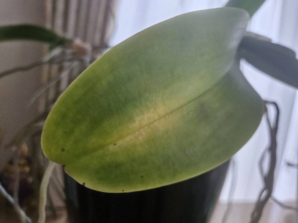 胡蝶蘭の葉が黄緑色に退色し中央に白っぽい筋状の変色が出ている症状写真｜根腐れ・水やり過多・日照不足など不調サインの確認用（室内・鉢植え）