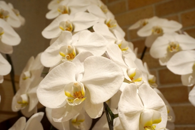 白い胡蝶蘭が華やかに並ぶ大輪アレンジメント写真|純白の花弁と黄色のリップが映えるコチョウラン・開店祝いや就任祝いに選ばれる法人向け高級フラワーギフトイメージ