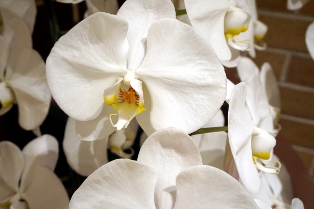 白い胡蝶蘭の大輪花を間近で捉えた写真｜純白の花弁と黄色のリップが美しく映えるコチョウラン・開店祝いや就任祝いに選ばれる上品な法人向け高級フラワーギフトイメージ