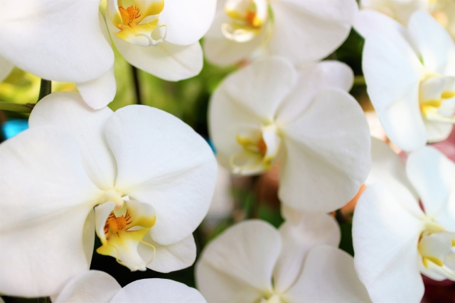 白い胡蝶蘭が重なり合う華やかな大輪アレンジ写真｜純白の花弁と黄色のリップが美しいコチョウラン・開店祝いや就任祝いに最適な法人向け高級フラワーギフトイメージ