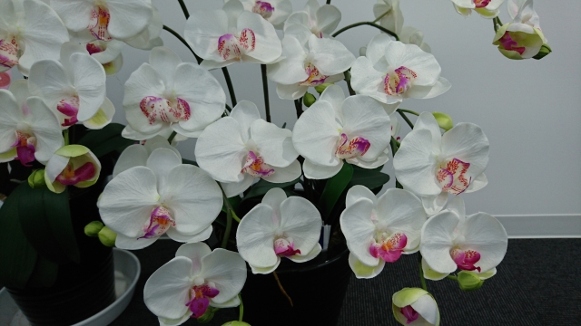 法人で胡蝶蘭を贈る前に決めるべき全手順を解説する記事に使用する、白花に淡いピンクリップが並ぶ胡蝶蘭のアイキャッチ写真