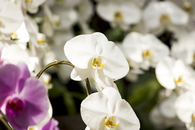 白い胡蝶蘭を中心にピンクの花が添えられたアレンジ写真｜純白の大輪花と黄色のリップが美しいコチョウラン・開店祝いや就任祝いに映える法人向け高級フラワーギフトイメージ