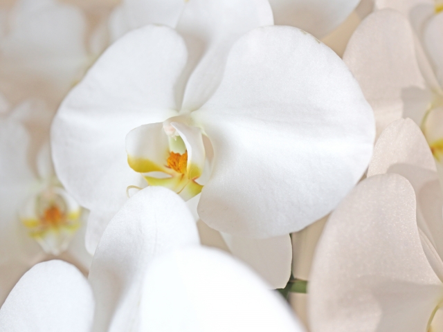 白い胡蝶蘭（ファレノプシス）の花弁をやわらかく捉えたクローズアップ写真｜黄色いリップが映える大輪コチョウランの上品で清楚な接写画像