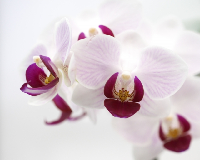 法人基準を知っている人が個人贈答で一歩差をつける胡蝶蘭の贈り方を解説する記事に使用する、白花に濃い紫リップが映える胡蝶蘭のアイキャッチ写真