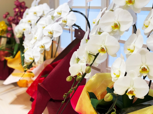 ラッピングされた白い胡蝶蘭が並ぶ店頭ディスプレイ写真｜純白の大輪花と黄色のリップが美しいコチョウラン・開店祝いや就任祝いに人気の法人向け高級フラワーギフトイメージ