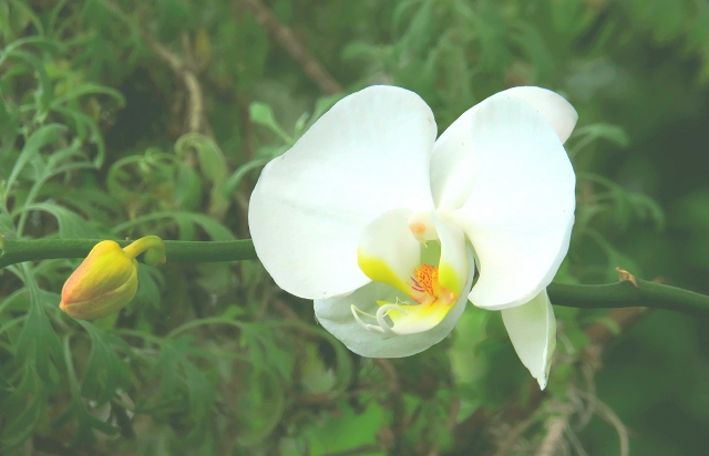 白い胡蝶蘭の花とつぼみを横から捉えた写真|やわらかな緑の背景に映えるコチョウランの清楚な花姿クローズアップ