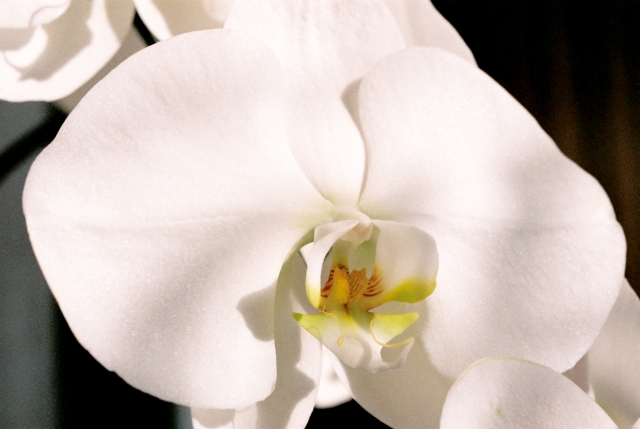 白い胡蝶蘭の大輪を正面から捉えた高精細クローズアップ写真|中心の黄色いリップが映える上品なコチョウランの花姿
