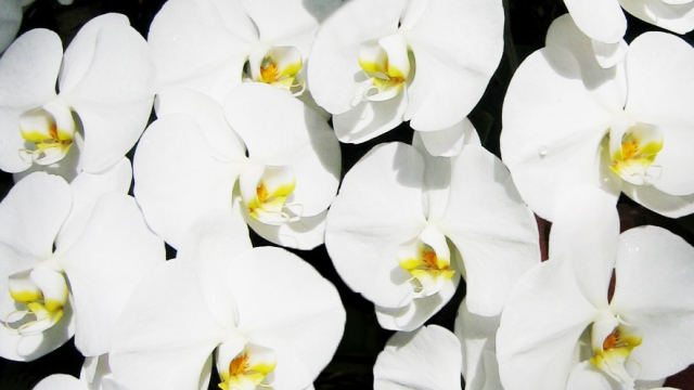 白い胡蝶蘭が密に咲き揃う豪華な花姿の写真｜黄色いリップが映える大輪コチョウランの華やかなクローズアップ