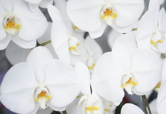 白い胡蝶蘭が幾重にも咲き揃う華やかな花姿の写真｜黄色のリップが映える大輪コチョウランの上品なクローズアップ