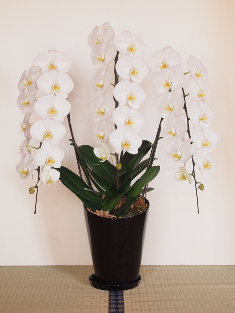 胡蝶蘭が白い花を咲かせています