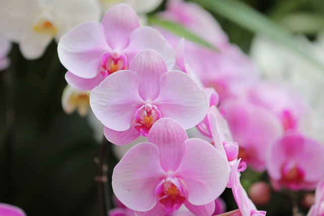 ピンクの胡蝶蘭の花房アップ写真｜法人贈答で絶対に間違えない立札・メッセージ正式表記一覧のアイキャッチ画像