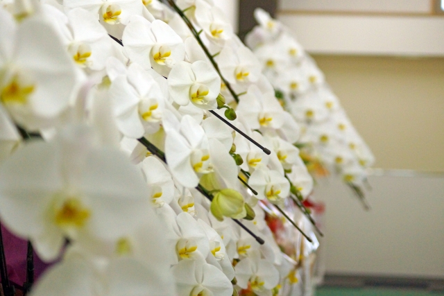 白い胡蝶蘭がずらりと並ぶ豪華な贈答用アレンジの写真｜大輪コチョウランが壁一面に咲き揃う華やかな花姿