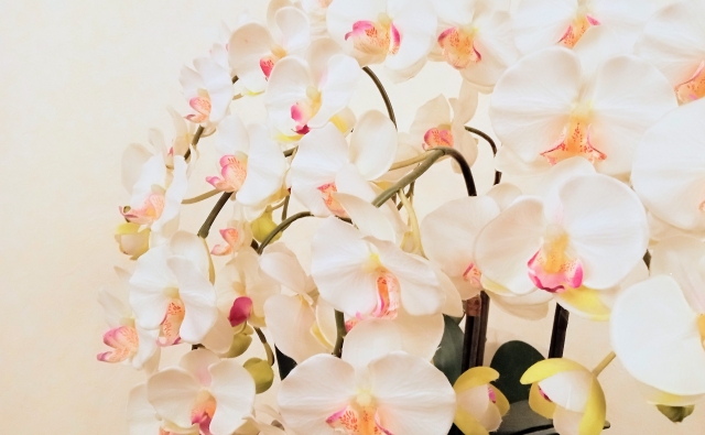 クマサキ洋ラン農園の胡蝶蘭がどんな人向けかを解説する記事に使用する淡いピンクと白の胡蝶蘭が咲き並ぶアイキャッチ写真