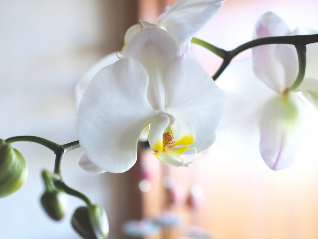 白い胡蝶蘭の横顔をやわらかな光で捉えた写真｜つぼみと咲きかけの花が並ぶコチョウランの優雅な枝姿・自宅インテリアや法人贈答に適した上品なフラワーギフトイメージ