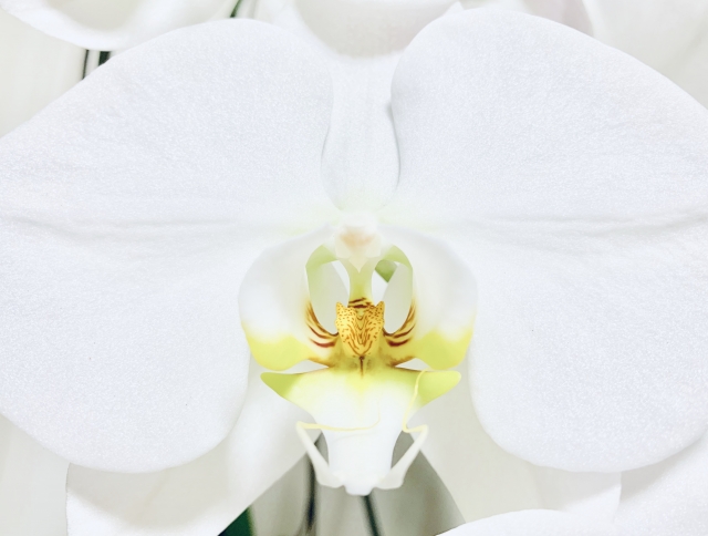 白い胡蝶蘭の花を真正面から捉えた大輪アップ写真|純白の花弁と黄緑から黄色へと染まるリップが美しいコチョウラン・開店祝いや就任祝いに選ばれる高級法人向けフラワーギフトイメージ