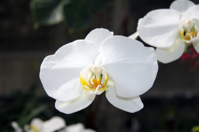 白い胡蝶蘭の大輪花を横から捉えた写真｜純白の花弁と黄色のリップが際立つコチョウラン・開店祝いや就任祝いに選ばれる上品な法人向け高級フラワーギフトイメージ