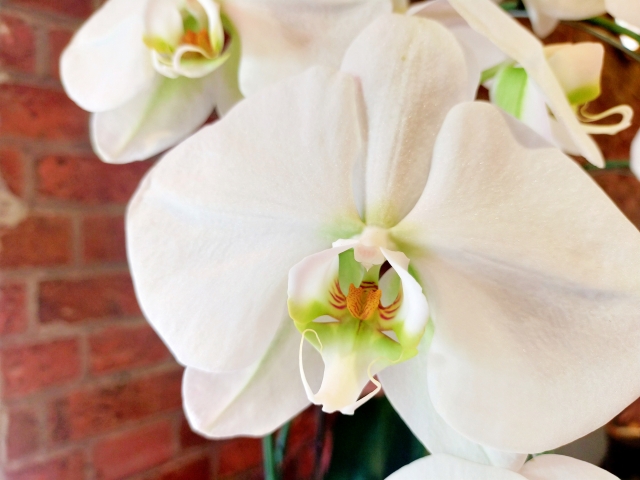レンガ壁を背景に咲く白い胡蝶蘭（ファレノプシス）のクローズアップ写真｜黄色と淡いピンクのリップが映える大輪コチョウランの上品な自然光画像