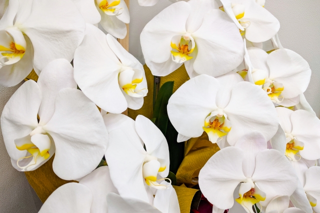 白い胡蝶蘭（ファレノプシス）が密に咲き重なる豪華なアレンジメント写真｜黄色いリップが映える大輪コチョウランの華やかな贈答用画像