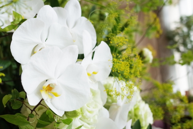 胡蝶蘭の室内管理と置き場所の基本を解説する記事の導入イメージ｜鉢植えの胡蝶蘭と室内環境