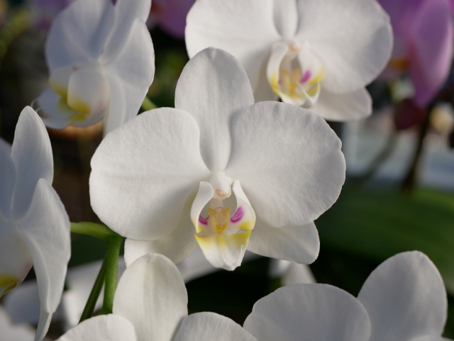 白い胡蝶蘭（ファレノプシス）の花を正面から捉えたクローズアップ写真｜黄色と淡いピンクのリップが美しい大輪コチョウランの上品な自然光画像