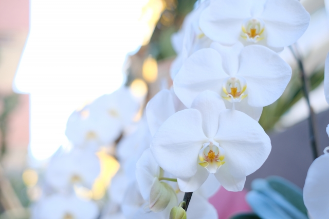 白い胡蝶蘭が縦に連なって咲くクローズアップ写真｜やわらかな逆光に包まれたコチョウランの上品で清楚な花姿