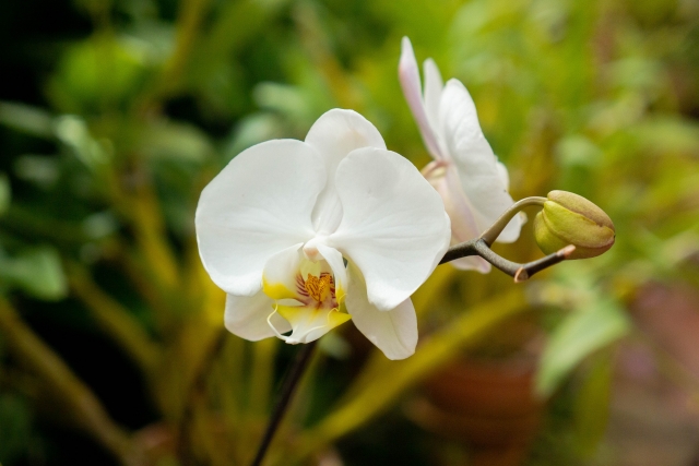 胡蝶蘭の季節別の置き場所と室内管理を解説するイメージ写真｜春夏秋冬の環境変化を意識した管理