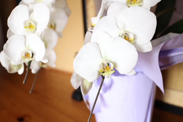 白い胡蝶蘭の鉢植えを室内で撮影した写真｜紫のラッピングが上品な法人贈答向けコチョウランの大輪クローズアップ