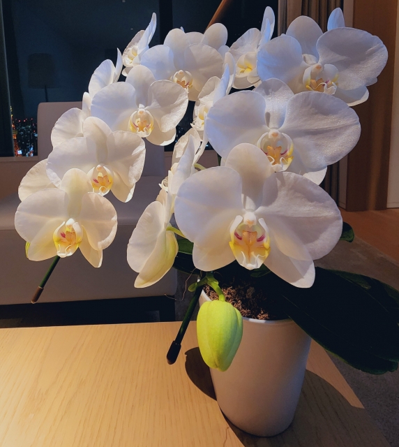 暗い室内テーブルに飾られた白い大輪胡蝶蘭の鉢植え｜法人向け季節別トラブル防止ガイドのアイキャッチ写真
