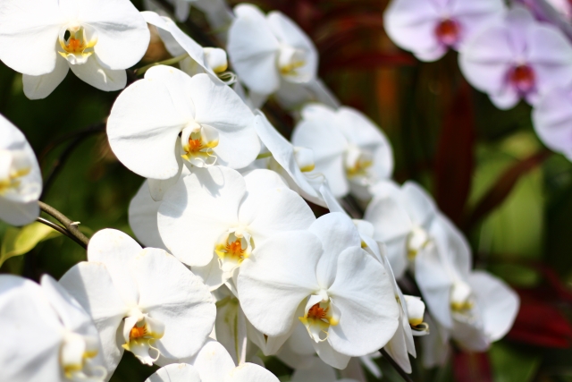 白い胡蝶蘭が連なって咲く華やかな花姿の写真｜緑と赤の背景に映える大輪コチョウランのクローズアップ