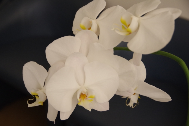 白い胡蝶蘭がやわらかな光の中で咲く写真|純白の大輪花と黄色のリップが上品に映えるコチョウラン・開店祝いや就任祝いに選ばれる法人向け高級フラワーギフトイメージ
