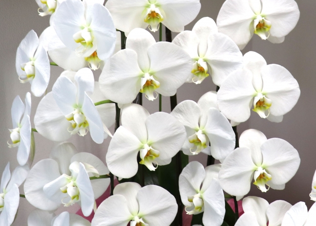 白い胡蝶蘭（ファレノプシス）が縦に整然と並ぶ豪華な鉢植え写真｜黄色いリップが映える大輪コチョウランの上品な贈答用ディスプレイ画像