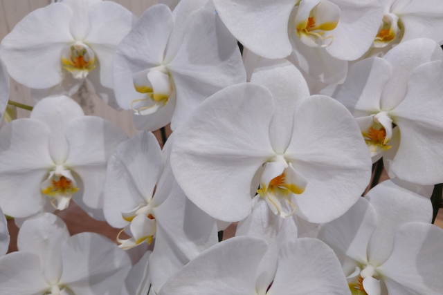 白い胡蝶蘭（ファレノプシス）の花が重なり合う華やかなクローズアップ写真｜黄色いリップが映える大輪コチョウランの上品で高級感ある接写画像