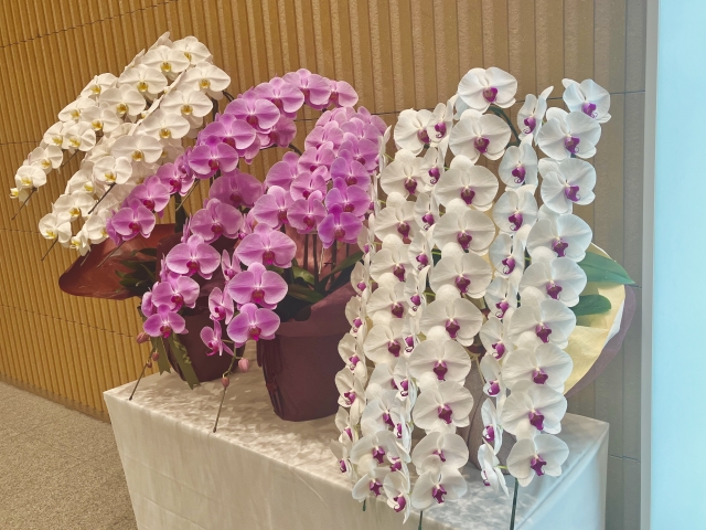 個人の開業・開店祝いで胡蝶蘭をフォーマルに贈る完全ガイド記事に使用する白とピンクの胡蝶蘭が並ぶアイキャッチ写真