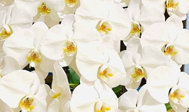 白い胡蝶蘭が一面に咲き揃う豪華な花姿の写真｜黄色のリップが映える大輪コチョウランの華やかな群生クローズアップ