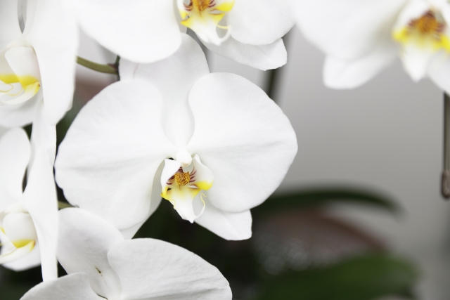 白い胡蝶蘭（ファレノプシス）の一輪をやわらかな室内光で捉えたクローズアップ写真｜黄色いリップが美しい上品な大輪コチョウラン画像