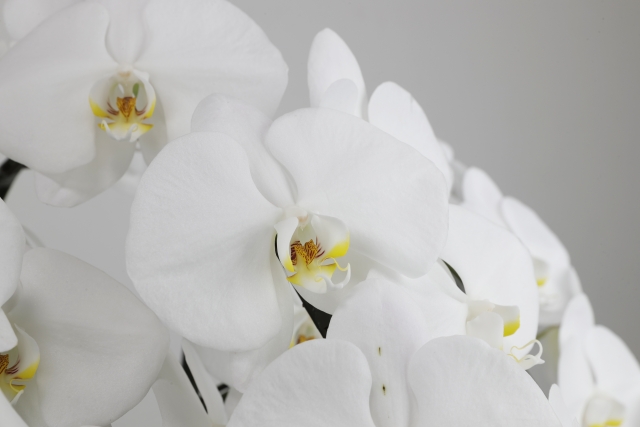 白い胡蝶蘭の花房アップ写真｜法人で胡蝶蘭を正しく受け取り長く美しく保つ社内設置・管理マニュアルのアイキャッチ画像