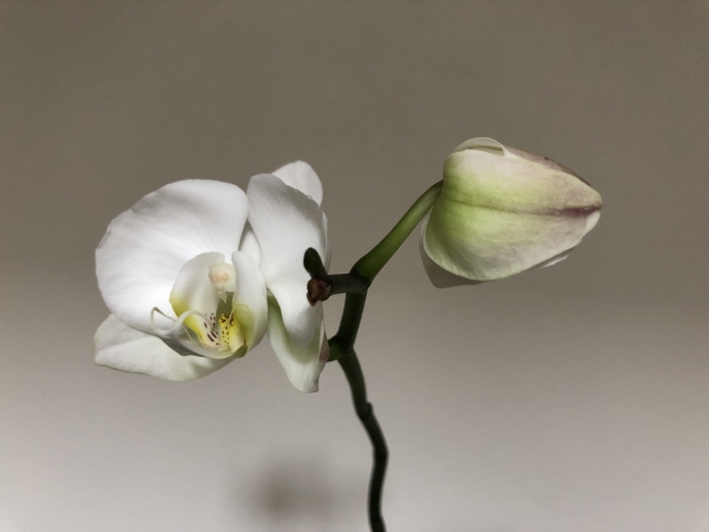 白い胡蝶蘭の花とつぼみをシンプルな背景で捉えた写真｜開花前の蕾と咲き始めのコチョウランを写したクローズアップ