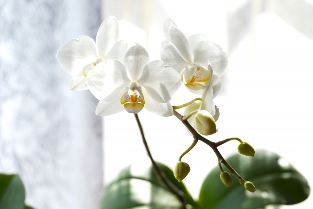 窓辺に飾られた白い胡蝶蘭の鉢植え写真｜つぼみと大輪が並ぶ上品なコチョウランを自然光で捉えたクローズアップ