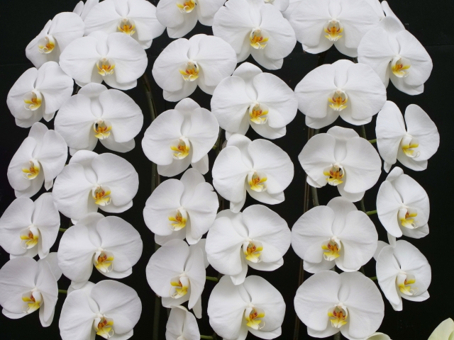 胡蝶蘭が白い花を咲かせています