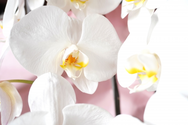 白い胡蝶蘭の大輪をクローズアップした写真｜ピンクのラッピングを背景に黄色いリップが映える上品なコチョウランの花姿
