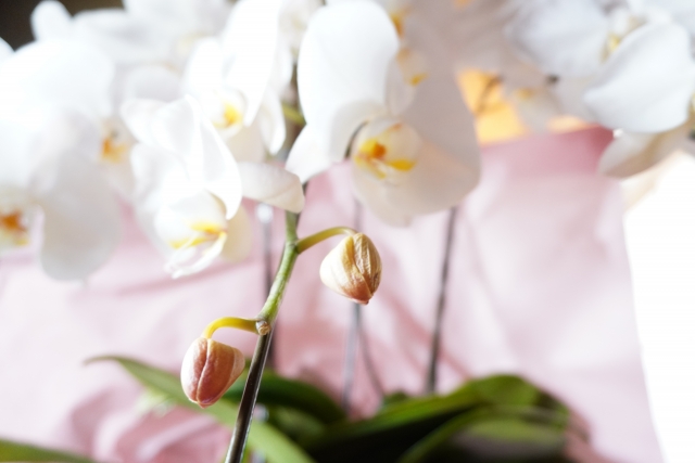 白い胡蝶蘭の花とつぼみを写した写真｜ピンクのラッピングが施された法人贈答向けコチョウランの鉢植えクローズアップ
