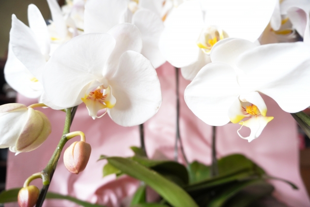 白い胡蝶蘭とつぼみを写した鉢植え写真｜ピンクのラッピングが華やかな法人贈答向けコチョウランの花姿クローズアップ