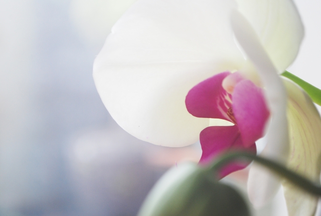 白い胡蝶蘭の花弁とピンク色のリップを横から捉えた接写写真｜やわらかな光に包まれたコチョウランの上品な花姿