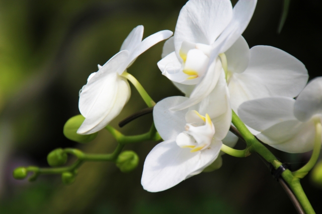 白い胡蝶蘭の花とつぼみを横から捉えたクローズアップ写真|緑の背景に映えるコチョウランの上品で清楚な花姿