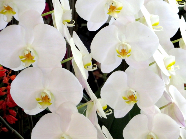 白い胡蝶蘭が整然と並ぶ大輪アレンジメント写真|純白の花弁と黄色のリップが美しいコチョウラン・開店祝いや就任祝いに最適な法人向け高級フラワーギフトイメージ