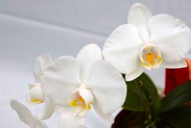 白い胡蝶蘭の花が並んで咲く鉢植え写真｜黄色のリップと赤い立札が映える法人贈答向けコチョウランの花姿
